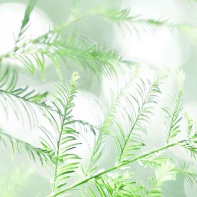 约会大作战测试版下载